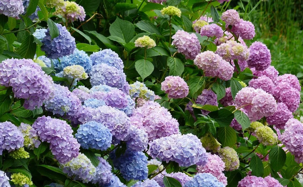 Dammann's Garden Company – June is Hydrangea Heaven!